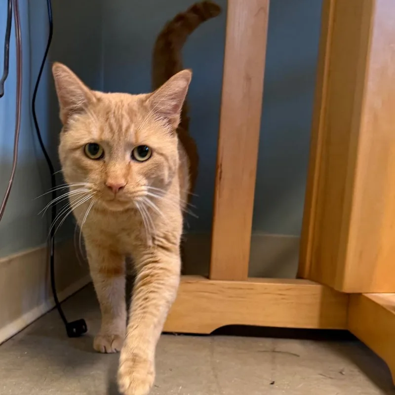 An adult medium-sized male Orange / Red Domestic Short Hair cat named Tigger for adoption in Pittsford, VT