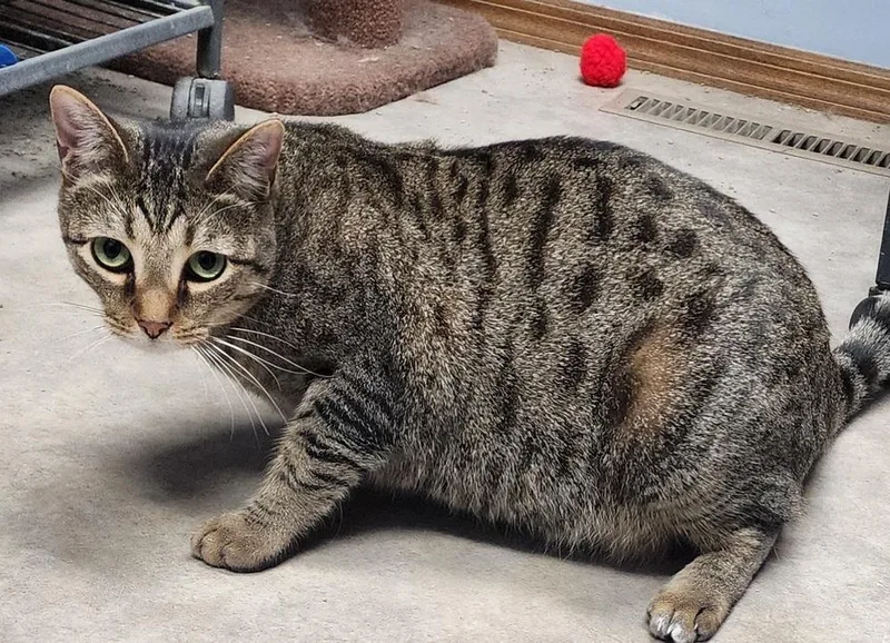 An adult medium-sized male Brown / Chocolate Domestic Short Hair cat named Gnocchi for adoption in Anoka, MN