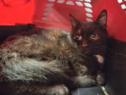 A young medium-sized male Domestic Medium Hair cat named Labradorite for adoption in Westland, MI
