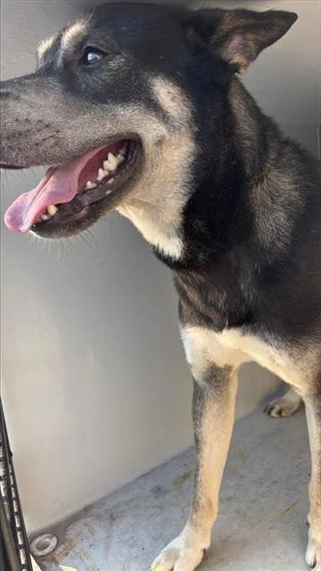 A young medium-sized male Siberian Husky dog named A for adoption in Houston, TX