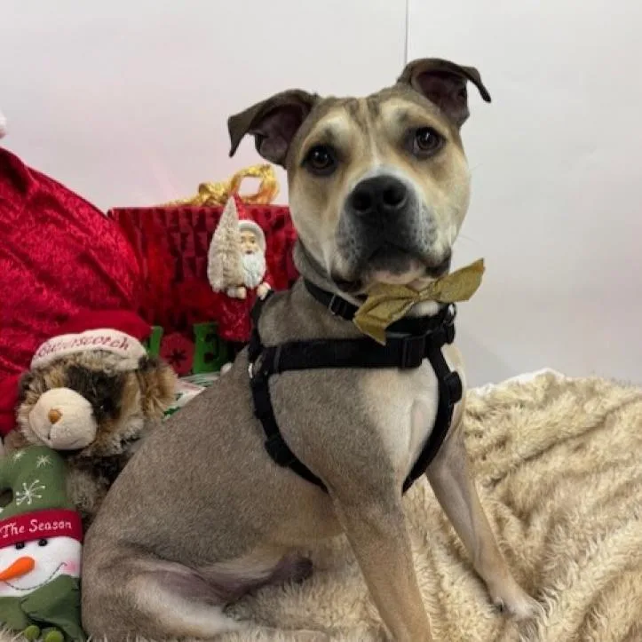 An adult medium-sized male Yellow / Tan / Blond / Fawn Mixed Breed dog named Doogie for adoption in Westhampton, NY
