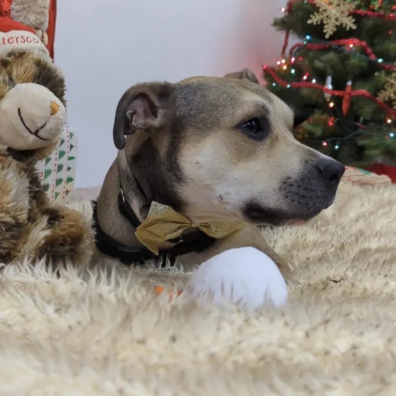 Doogie thumbnail 3