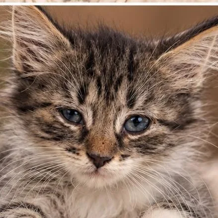 A baby small-sized female Tabby (Gray / Blue / Silver) Domestic Medium Hair cat named Wink for adoption in Lucedale, MS
