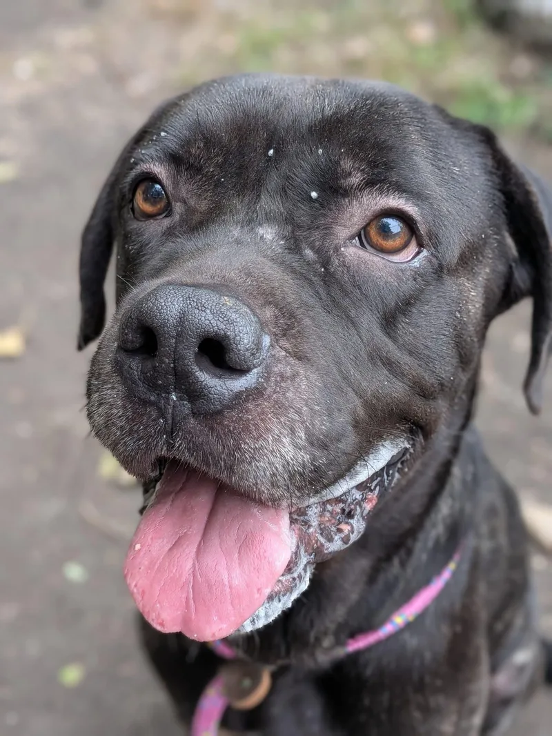 An adult large-sized male Cane Corso dog named Boaz for adoption in Chicago, IL