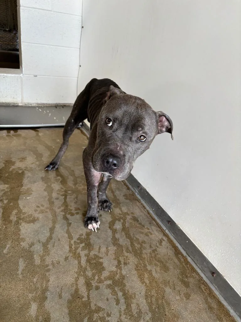An adult medium-sized male Pit Bull Terrier dog named Gordo for adoption in Belton, TX