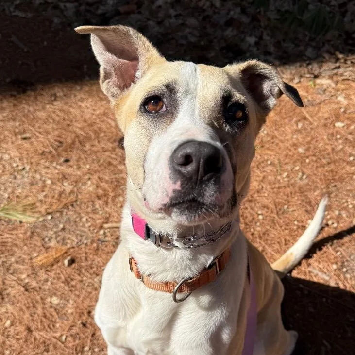 An adult medium-sized female Yellow / Tan / Blond / Fawn Whippet dog named Frieda for adoption in Monticello, IA