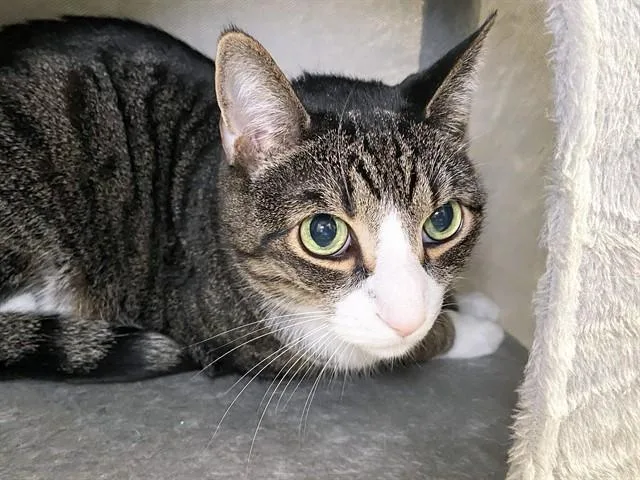 An adult medium-sized male Domestic Short Hair cat named Buster for adoption in Fort Lauderdale, FL