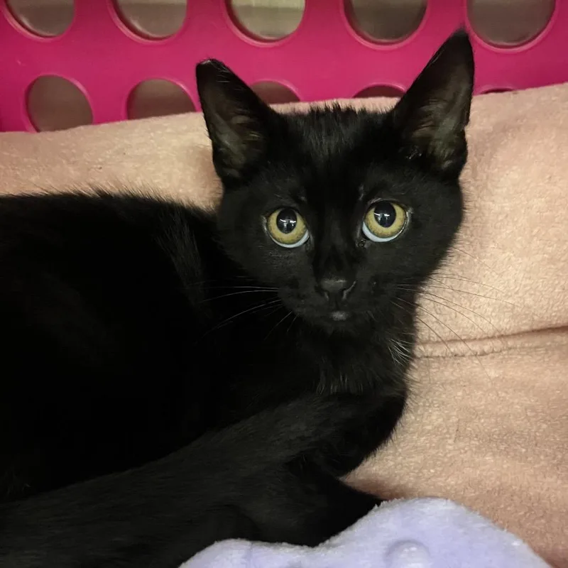 A baby small-sized female Black Domestic Short Hair cat named Chiquita for adoption in Keizer, OR