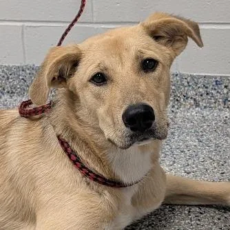 A young medium-sized female Yellow / Tan / Blond / Fawn Mixed Breed dog named Charmy for adoption in Greenville, SC