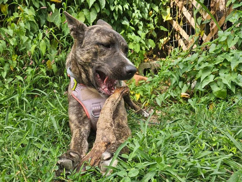 A young medium-sized female Brindle American Staffordshire Terrier dog named LacyNY for adoption in Magnolia, TX
