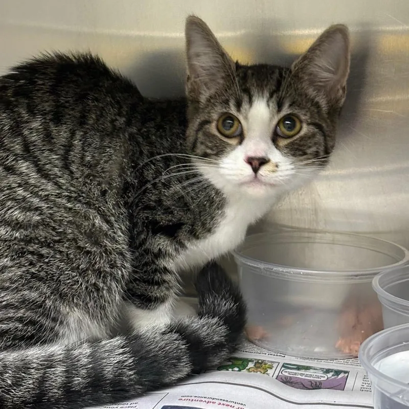 A baby small-sized female White Domestic Short Hair cat named Clara for adoption in Milton, FL
