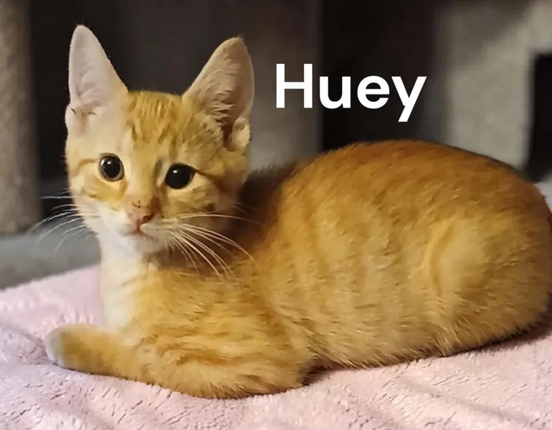 A baby medium-sized male Tabby cat named Huey for adoption in Weems, VA
