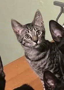 A baby medium-sized male Gray / Blue / Silver Domestic Short Hair cat named Gilbert Riley Fuzzell for adoption in Spring, TX