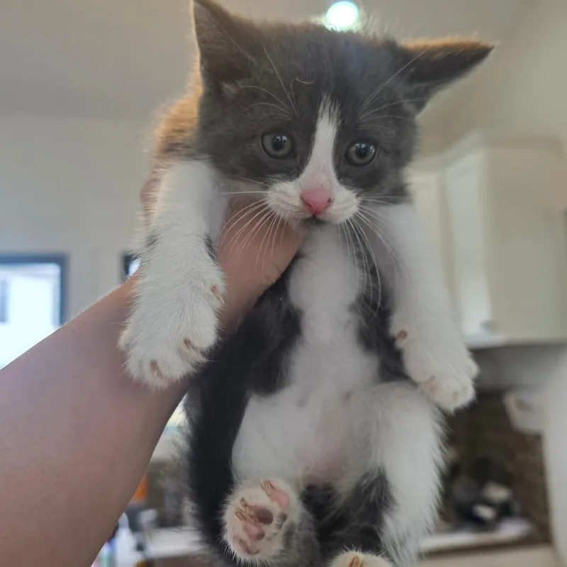 A baby small-sized male Gray / Blue / Silver Domestic Medium Hair cat named Cello for adoption in Chapel Hill, NC