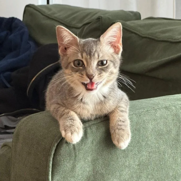 A baby medium-sized male Domestic Short Hair cat named Clarinet & Oboe for adoption in Brooklyn, NY