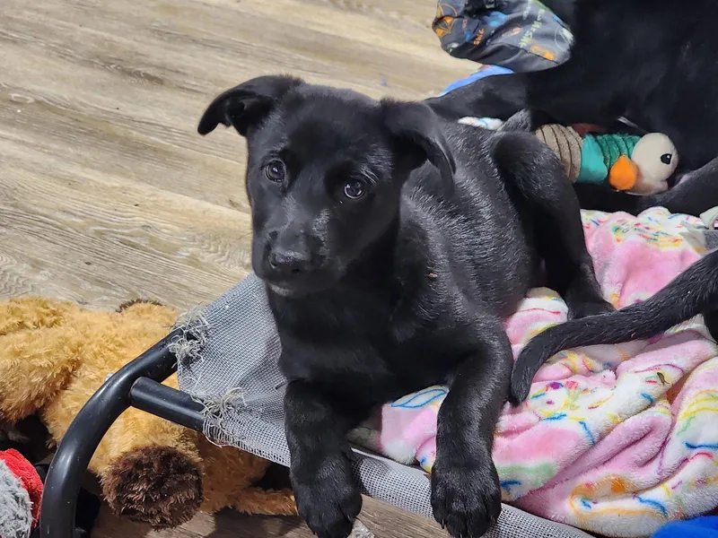 A baby medium-sized female Shepherd dog named Skye for adoption in Marine City, MI