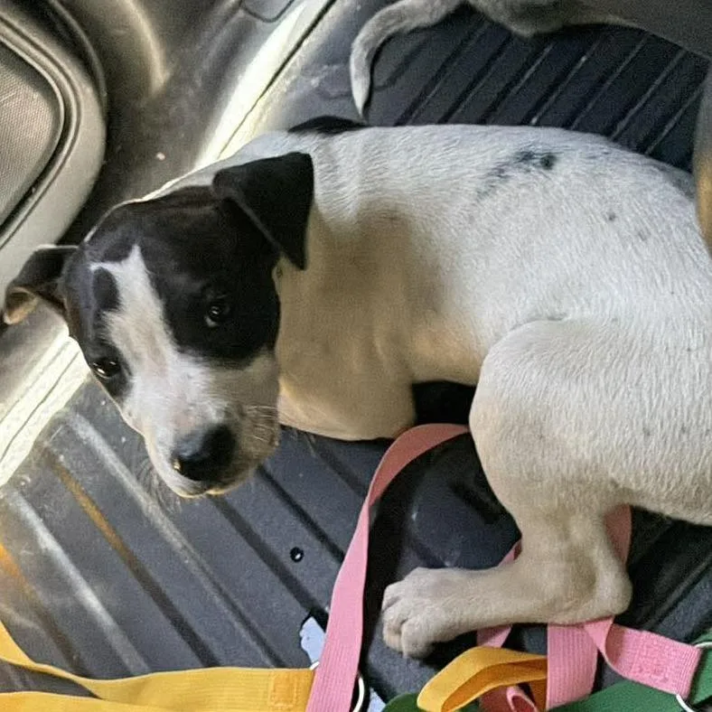 A baby small-sized female White / Cream Pit Bull Terrier dog named Bali for adoption in Shinnston, WV