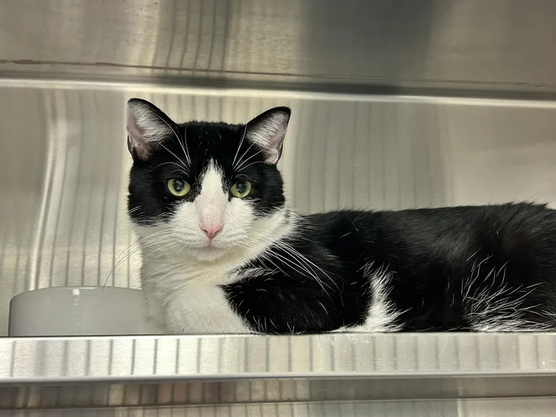 An adult large-sized male Black & White / Tuxedo Domestic Short Hair cat named Speedy for adoption in Sudbury, MA