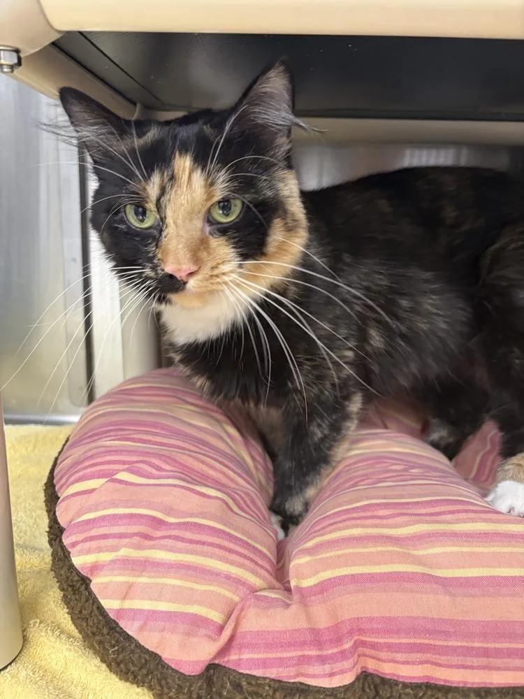 An adult medium-sized female Domestic Short Hair cat named Scootsie for adoption in Bowling Green, OH