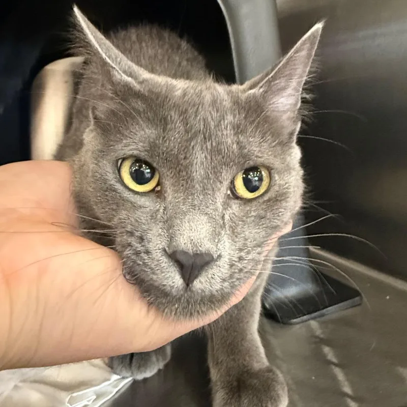 A young small-sized male Domestic Short Hair cat named SHSStray Momo for adoption in Spokane, WA