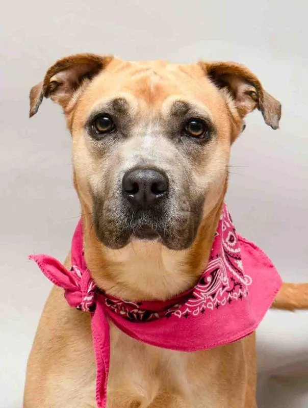 A young medium-sized female Brown / Chocolate Terrier dog named Tulip for adoption in Sanford, FL