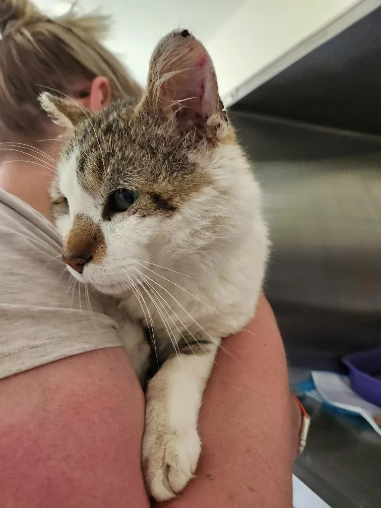 A senior large-sized male Domestic Short Hair cat named Bartholomew for adoption in Grand Rapids, MN