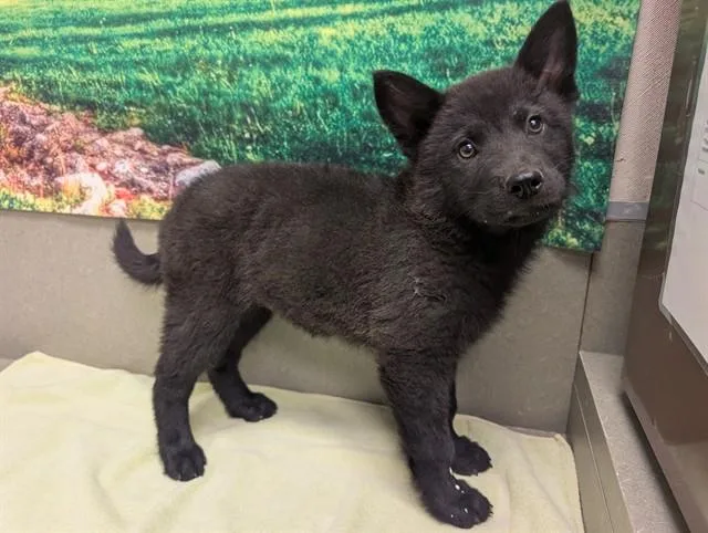A baby small-sized female Chow Chow dog named Chowder for adoption in Moreno Valley, CA