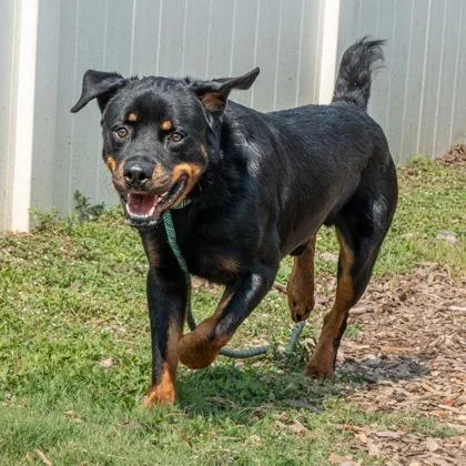 An adult large-sized male Mixed Breed dog named Rambo for adoption in Chamblee, GA
