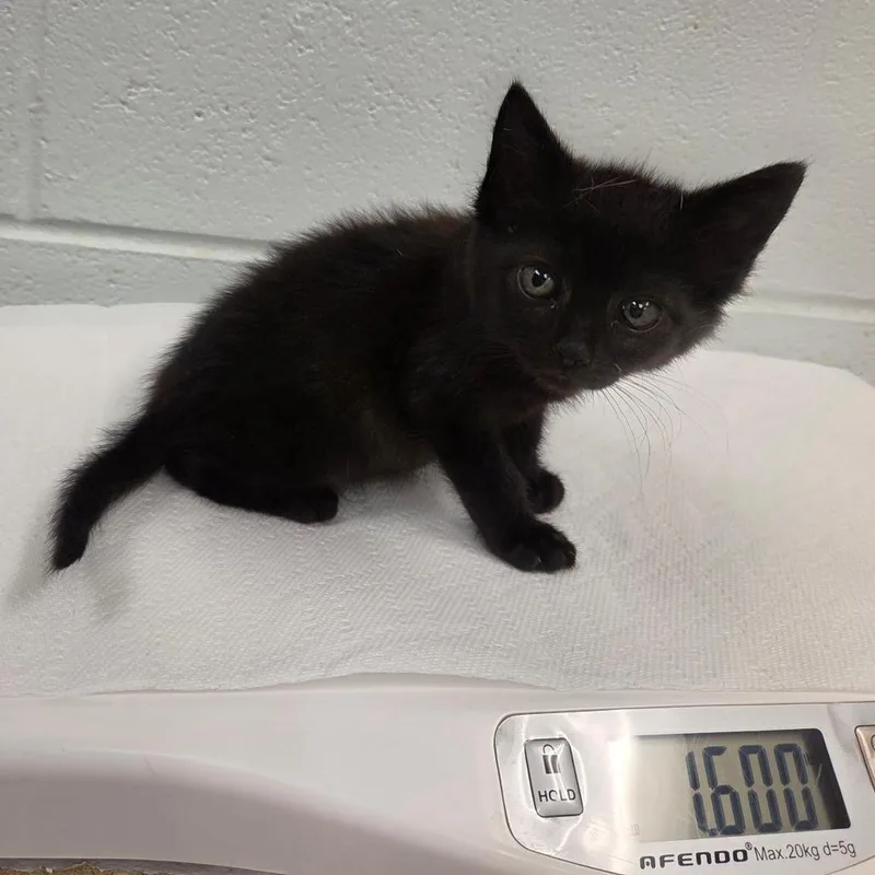 A baby small-sized female Black Domestic Short Hair cat named Hippo for adoption in Chattanooga, TN