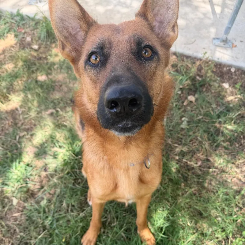 An adult large-sized female Bicolor German Shepherd Dog named Enya for adoption in Spring, TX