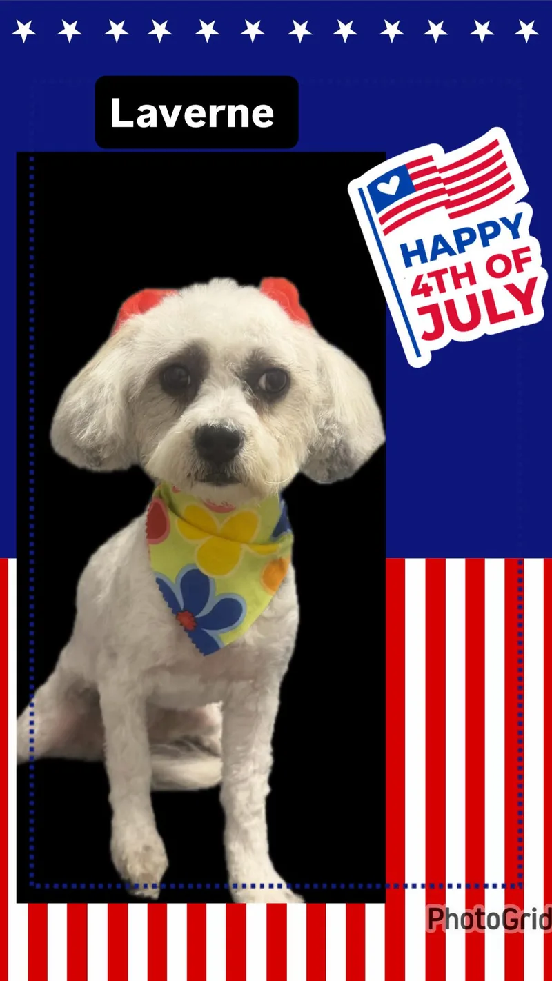 A young small-sized female Terrier dog named Laverne for adoption in Bakersfield, CA