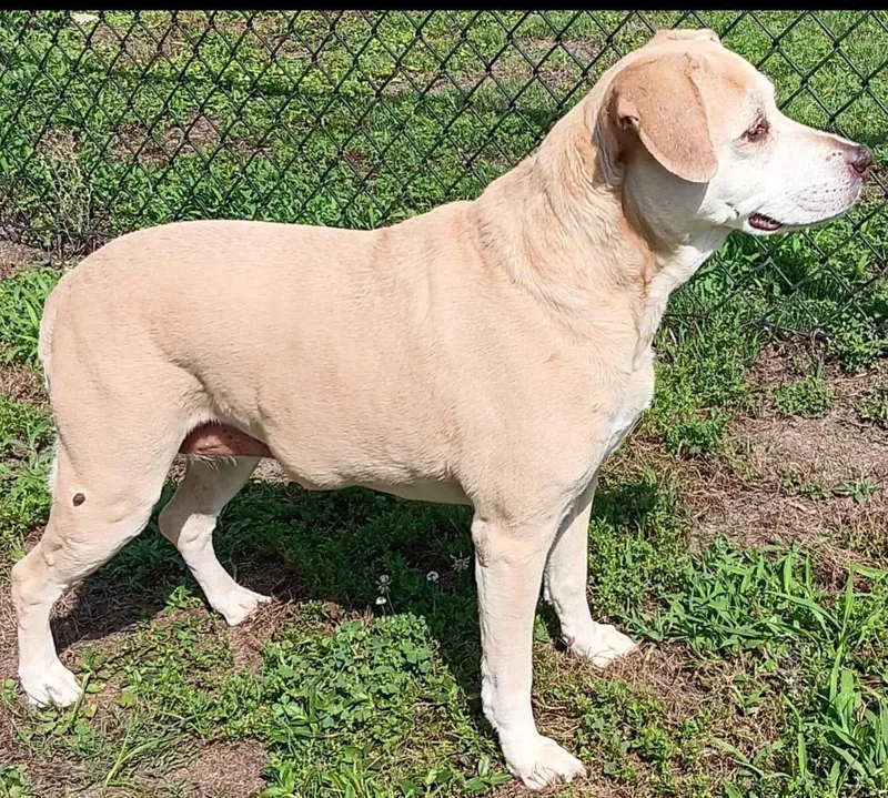 A senior medium-sized female Yellow / Tan / Blond / Fawn Labrador Retriever dog named Anna for adoption in Bethlehem, PA