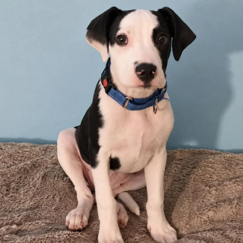 A baby small-sized male Black English Bulldog dog named Pogo for adoption in Valdosta , GA