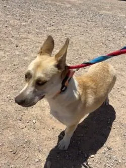 An adult large-sized female Yellow / Tan / Blond / Fawn German Shepherd Dog dog named Baby Girl for adoption in El Paso, TX