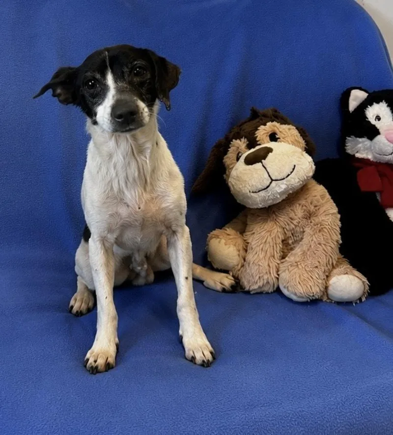 An adult small-sized male Tricolor (Brown, Black, & White) Rat Terrier dog named Penne for adoption in Cedartown, GA