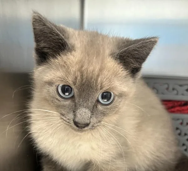 A baby small-sized male Domestic Short Hair cat named Prancer for adoption in Golden, CO