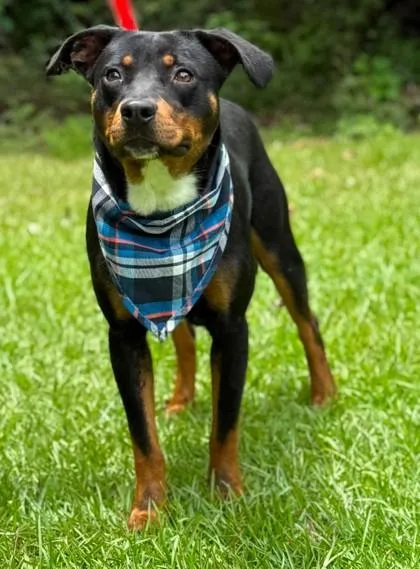 Rex