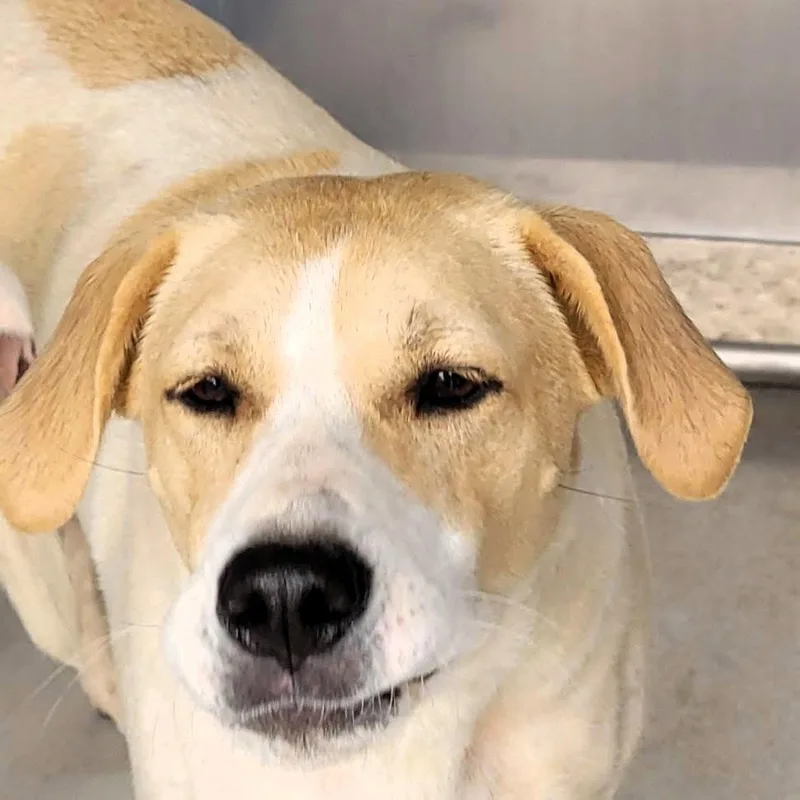 An adult medium-sized female Mixed Breed dog named Butters for adoption in Shelburne, VT