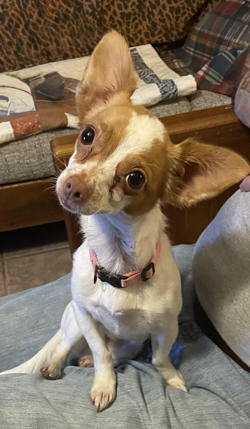 An adult small-sized female Chihuahua dog named Chi Chi Lonestar for adoption in Rockaway, NJ