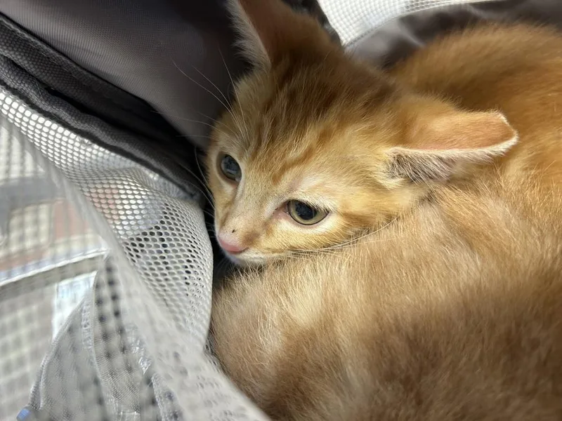 A baby small-sized male Domestic Short Hair cat named Oliver for adoption in Ontario, CA