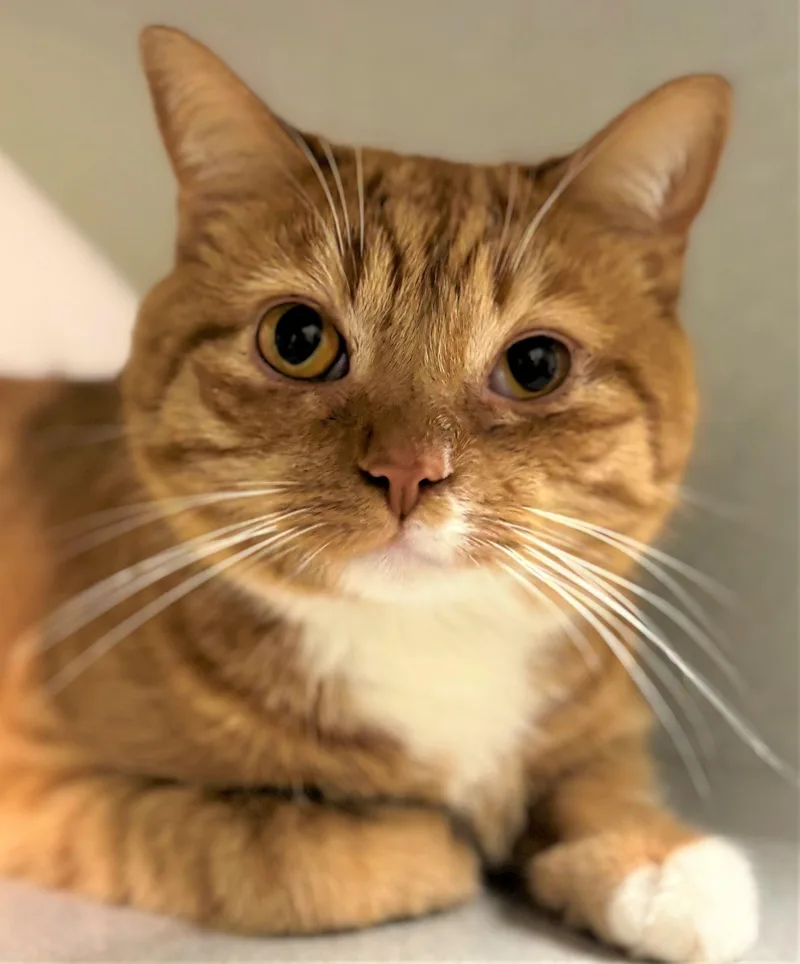 An adult medium-sized female Domestic Short Hair cat named Archie for adoption in Iowa City, IA