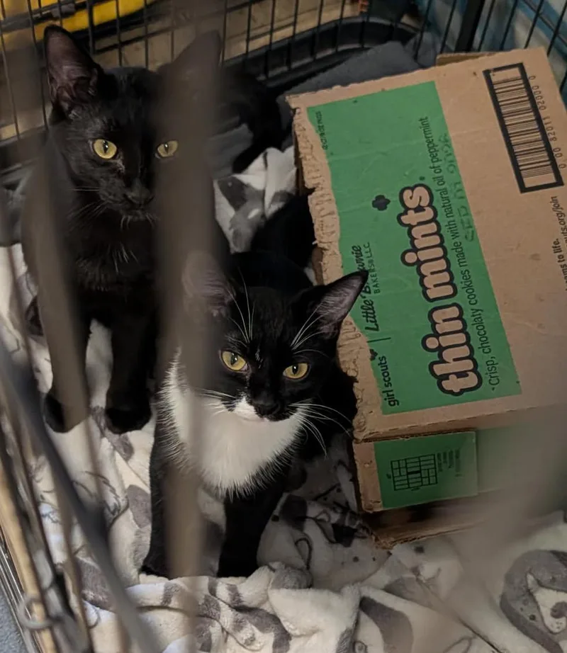 A young medium-sized male Black Domestic Short Hair cat named Hamate Aka Hammy & for adoption in Marietta, OH