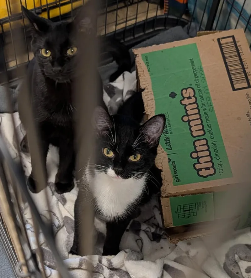 Hamate Aka Hammy & thumbnail 2