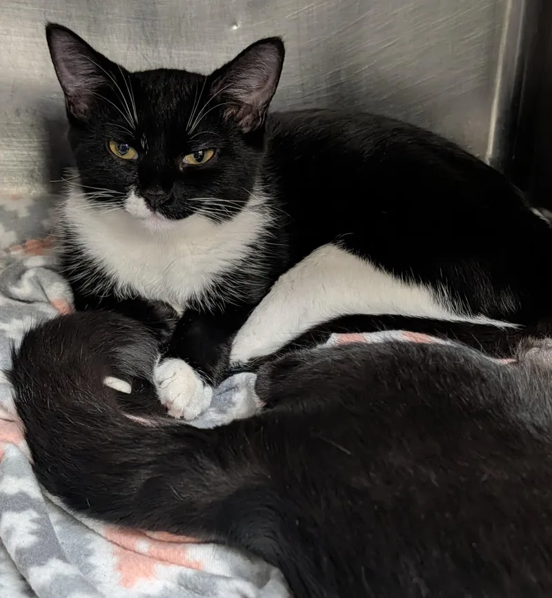 Hamate Aka Hammy & thumbnail 3