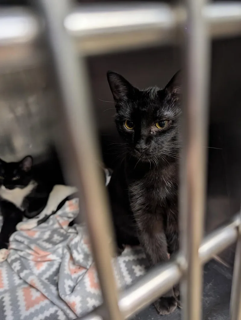 Hamate Aka Hammy & thumbnail 4