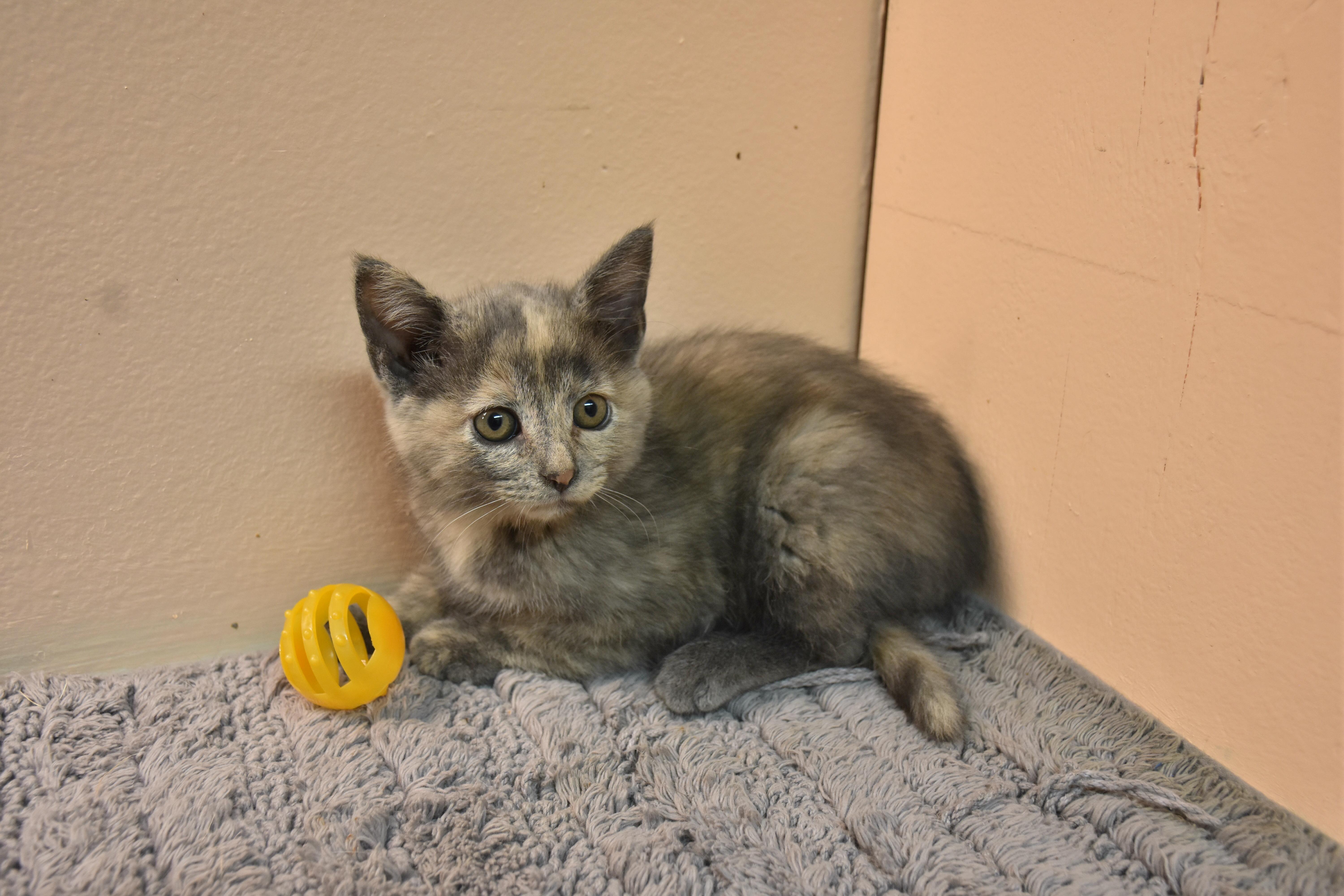 A baby small-sized female Domestic Short Hair cat named Peaches for adoption in North Judson, IN