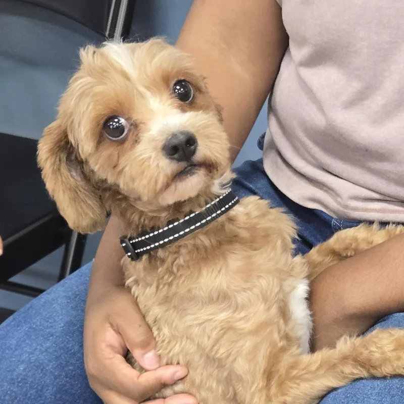 A young small-sized male Yellow / Tan / Blond / Fawn Miniature Poodle dog named Benji for adoption in Newark, NJ