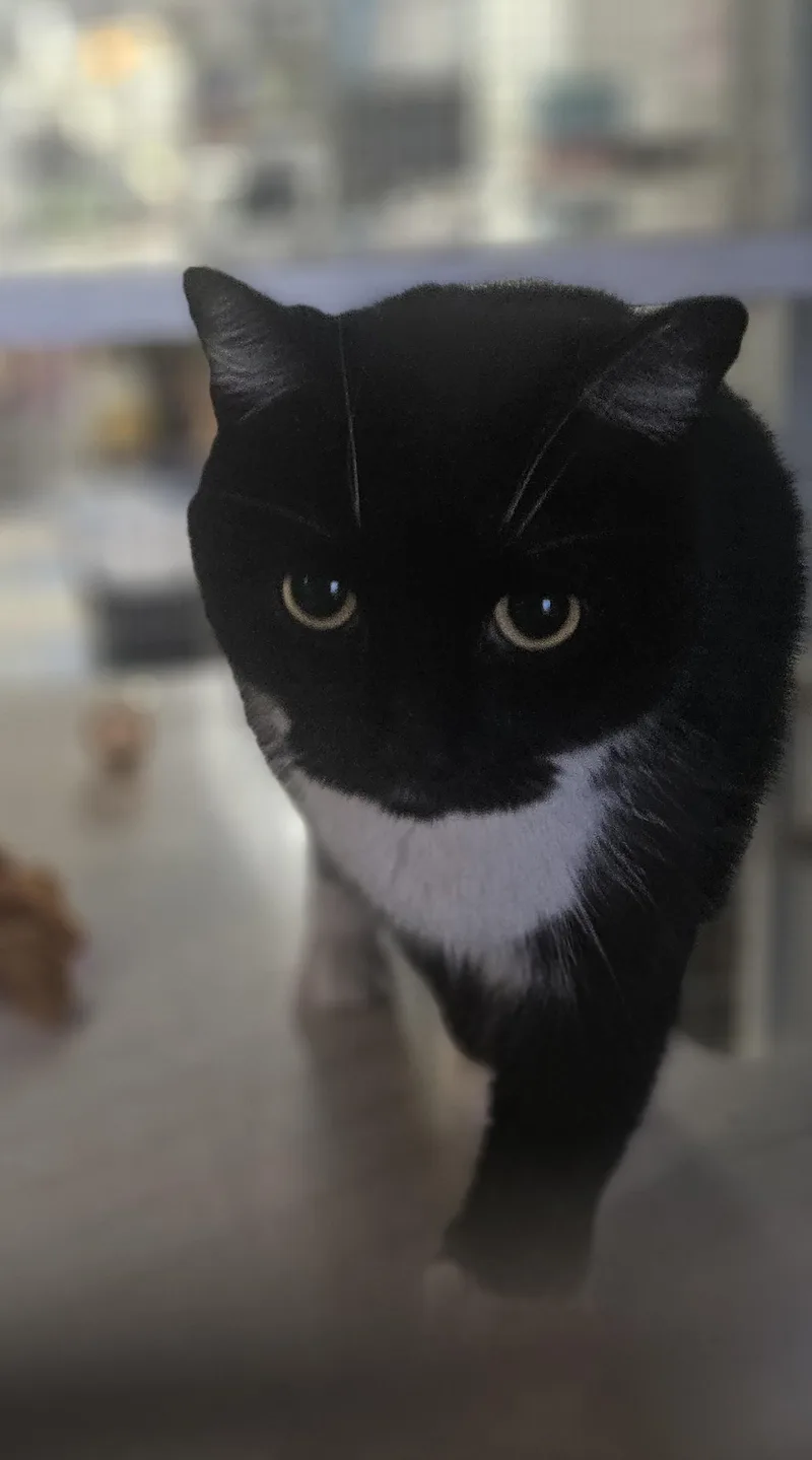 An adult medium-sized female Domestic Medium Hair cat named Cardigan for adoption in Claremont, NH