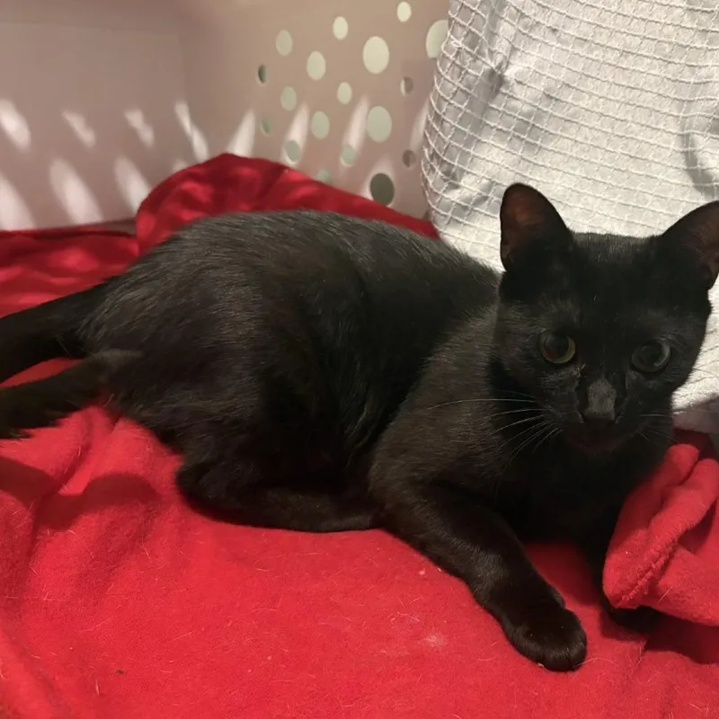 A young large-sized male Black Domestic Short Hair cat named Miller for adoption in East Smithfield , PA