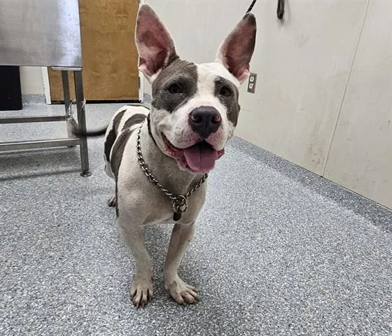 A young medium-sized female American Staffordshire Terrier dog named Falafel for adoption in Garland, TX